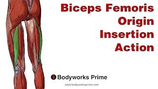Biceps Femoris Anatomy: Origin, Insertion & Action