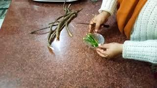 How to make Giloy juice( in Hindi)