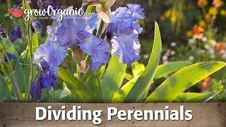 How to Divide Perennial Plants