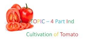 #HORT211 | Lecture 6 Cultivation Of Tomato Part 1st