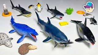 8 Amazing Sea Animals - Shark, Whale Shark, Orca, Megalodon, Mosasaurus Takara Tomy Ania