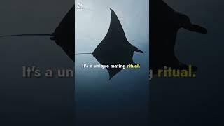 Manta Rays: The Flying Marvels of the Ocean | #facts #shorts @Marinelifesecrets