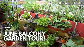 June 2020 City Balcony Tour  Balconia Garden