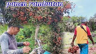 NIAT KETEMU BANG WIRTA !! EH KETEMU SAMA BANG FIR !! PANEN RAMBUTAN @MANG TOMO CHANNEL