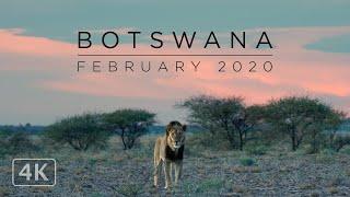 African Safari: Botswana 2020. Central Kalahari Game Reserve, Makgadikgadi & Nxai Pan National Parks