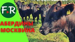 Разведение мясного КРС породы Абердин-ангус. КФХ Александра Москвина