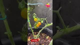 プランターにトマトがたくさんSO MANY TOMATOES IN THE PLANTER@HelenHanasVlogs617