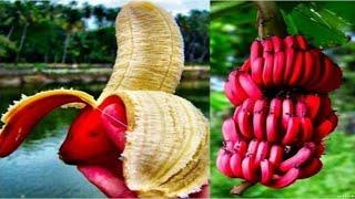 दुनिया के 10 सबसे महंगे फल जिन्हें देखने के लिए नसीब लगता है | Top 10 Most Expensive Fruits