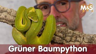 Grüner Baumpython umbenannt! | Morelia azurea | Reptil TV