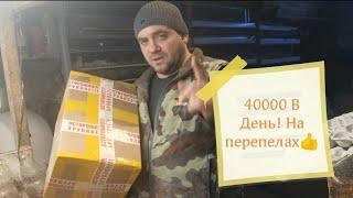 Заработать 40000 в день на перепелах, реально!! Как продавать мясо и куда? Мой рабочий день