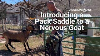 How to Introduce a Pack Saddle to a Nervous Goat