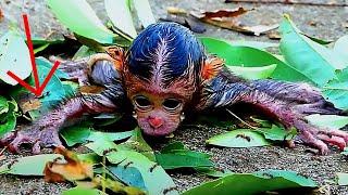 OMG.! Cute Baby... What Happened Baby...? New Born Baby | Nice Clip Baby Monkey | TOP TV Monkeys