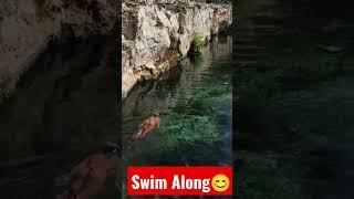 Swim Along - Come into the cenote  with me #jennyscordamaglia #miamitv