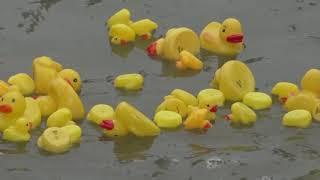 Stormwater TV Ad--Duck