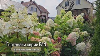 Гортензии серии PAN. PANdora, PANorama, PANenka, PANdalus, PANflora, PANzola, PANteon. 20.08.2024г.