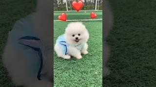 Pomeranian dog | Dog Market full Address | toy pom puppy for sale #shorts #pomerinian #dog #market