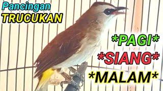 TERCEPAT pancingan dan masteran burung trucukan AMPUH pagi siang dan malam hari