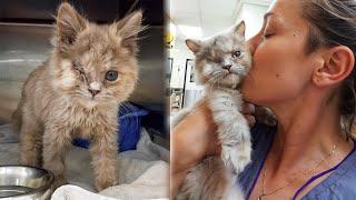 No One Loved This Abandoned Kitten, But One Day a Miracle Happened!