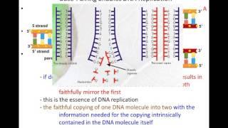 Lecture  3 - DNA Replication (Chapter 6, Part 1)