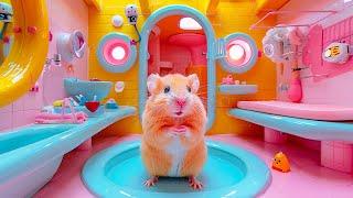 Escape the Spin  Hamster Escape the Colorful Ball Maze  Hamster Maze