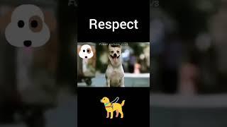 RESPECT dogs that saves us his life #respect #dog_saves_he #dogrespect #dog ##millionairecodes