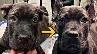 Tape-less 🩹 Ear Posting (an easy example) Part 1 | Twelve Titans Cane Corso