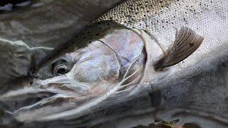 Swing the fly for wild winter-run steelhead in BC, Canada.