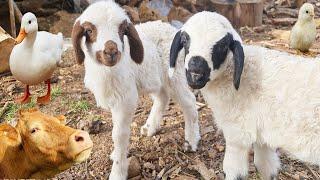 Evcil çiftlik hayvanları , Süt içen Kuzu , sevimli köpek , İnek , Koyun Sesi , Ördek , Keçi , Tavuk