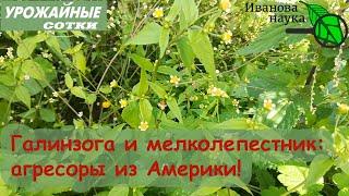 Два американских захватчика: агрессивные, но полезные! Как избавиться от этих сорняков?