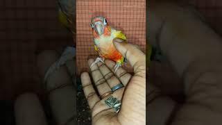 Hand Tamed Conure  || Rajdip Aviary #exoticbird #minivlog #conure #exoticbirdtamedbird