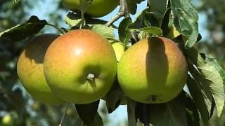 Malus domestica 'Jacques Lebel'