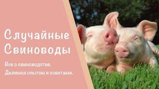 СЛУЧАЙНЫЕ СВИНОВОДЫ