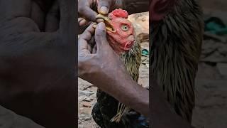 How to treat your pet(Pandhem Kodi) when it was sick. #shorts #pandhemkodi #rooster #pets