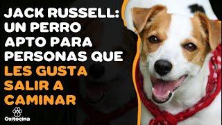 9 COSAS que debes SABER sobre el JACK RUSSELL TERRIER