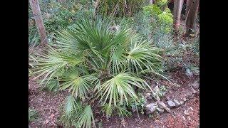 Mediterranean Fan Palm Growth Rate in a Northern Climate