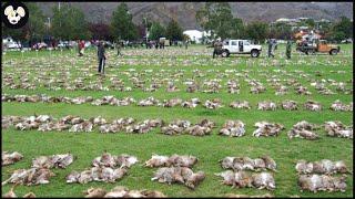 How Do Australian Farmers Deal With Millions Of Invasive Animals?