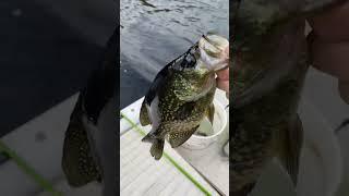 Black Crappie Fishing Best time of year is now!