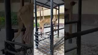 Dog Abused and Killed at Cairo University Veterinary School