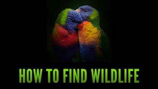 Wildlife Photography for Beginners. How to find wildlife.