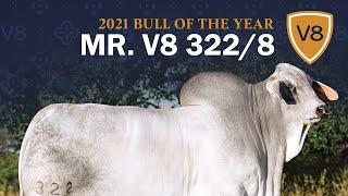 Mr. V8 322/8 Brahman Bull — 2021 V8 Ranch Bull of the Year