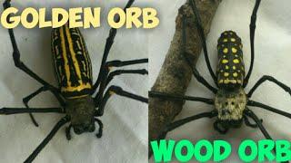 Philippine Golden Orb and Austrailian Orb Weaver -Black Fang