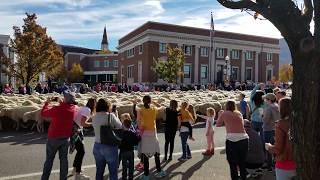 Cedar City Sheep Parade (Heritage Festival)