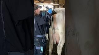 Cow Pregnancy Test #cow #farm