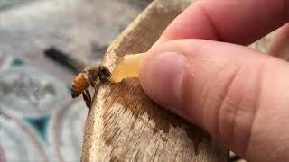 Feeding a Hungry Bee Some Honey