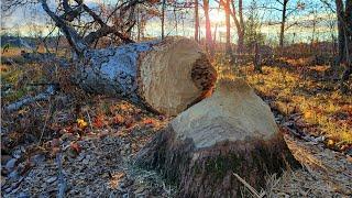 These Beaver were taking down MASSIVE oak trees! (Bonus Racoon set)