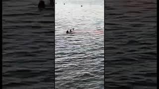 ШОК! Жесткие кадры нападение акулы на туристку в Хургаде
