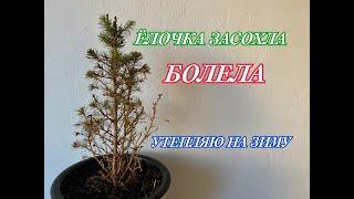 ЁЛОЧКА ЗАСОХЛА // Picea glauca Conica // Пицея глаука Коника // 3 года дома