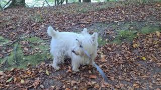 Budi the westie on forest walks