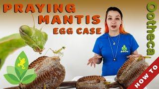 How to Keep and Hatch Praying Mantis Egg Cases (Ootheca)
