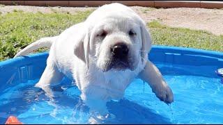 LABRADOR PUPPIES TRY OUT THE KIDDIE POOL | LIFE WITH PUPPIES!